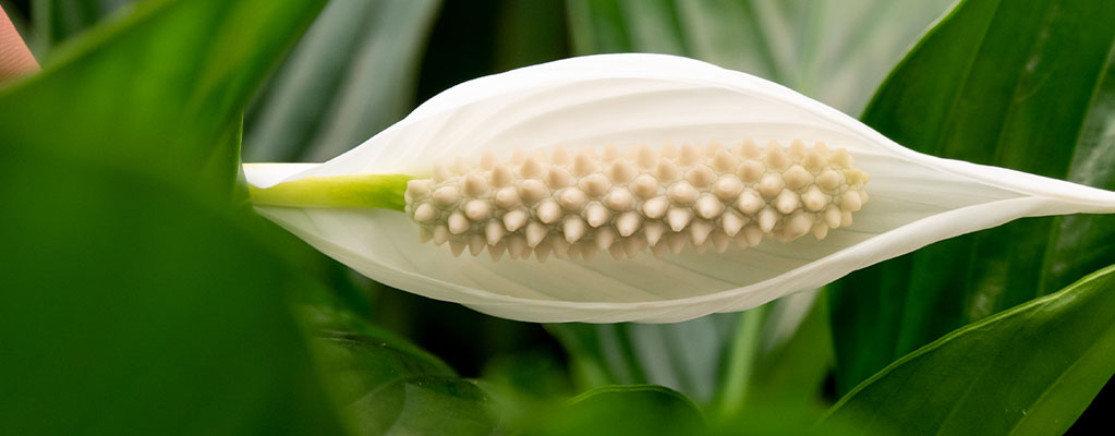 Acheter Feuille unique spathiphyllum hydroponique