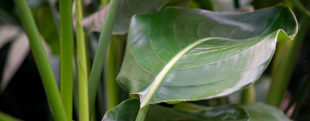 Strelitzia - hydroponique