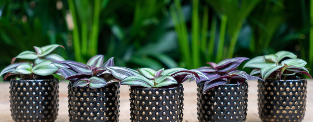 Boutures de Tradescantia