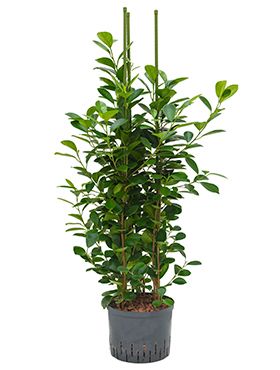 Ficus moclame