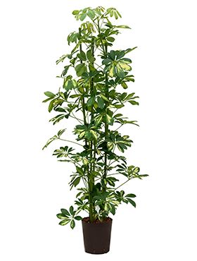 Schefflera gold capella