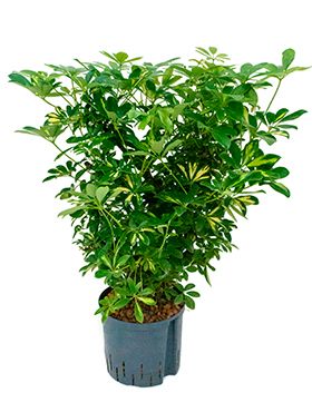 Schefflera gold capella