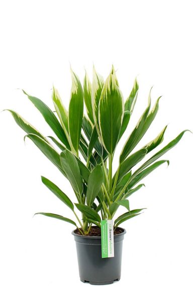 Cordyline Conga kamerplant kopen bij 123planten