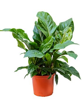 Anthurium jungle bush