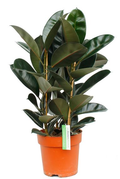 Ficus elastica abidjan