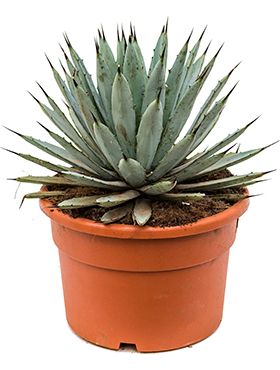 Agave macroacantha