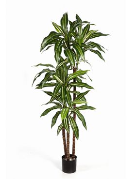 Dracaena kunstpflanze 1