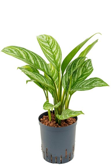 Aglaonema stripes hydrocultuur