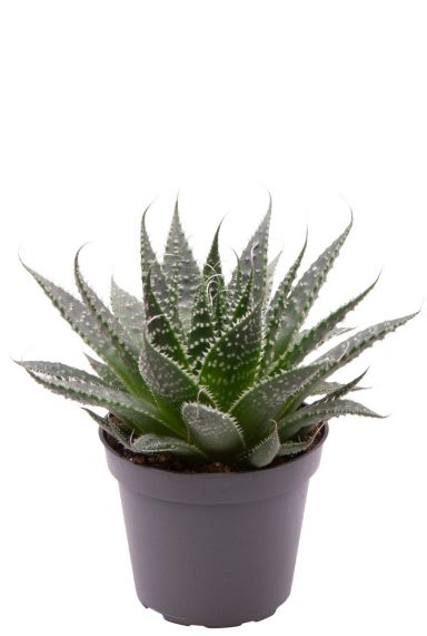 Aloe aristata