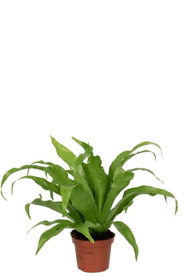 Asplenium-antiquum-plante d'intérieur