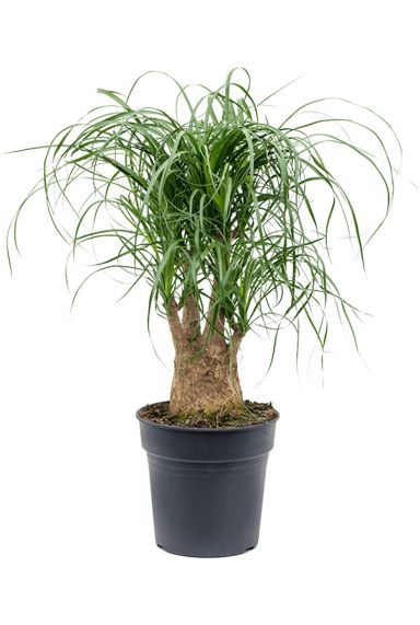 Beaucarnea-recurvata-olifantenpoot 1 1