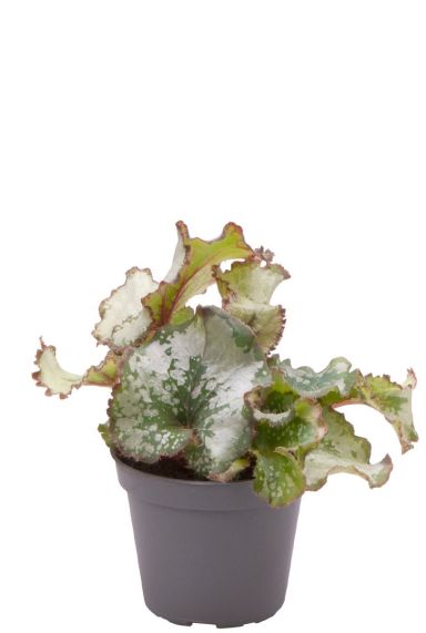 Begonia rex escargot