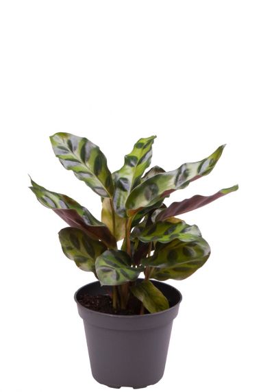 Calathea lancifolia stekje