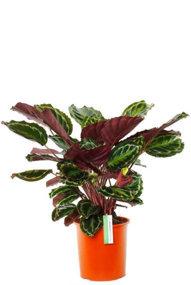 Calathea Pauwenplant