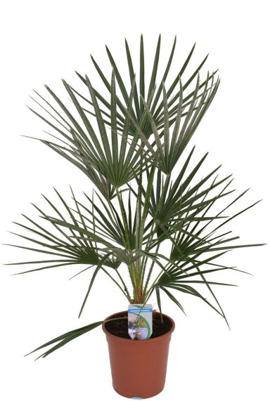 Chamaerops humilis 2