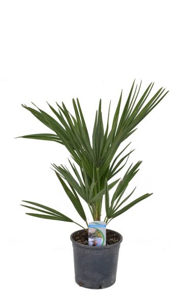 Chamaerops humilis palm