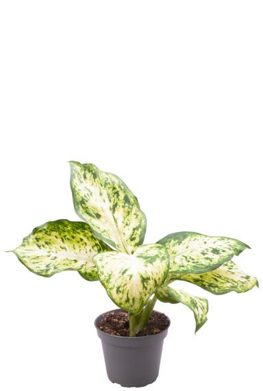 Dieffenbachia maculata amy