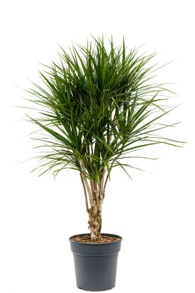 Dracaena marginata planten