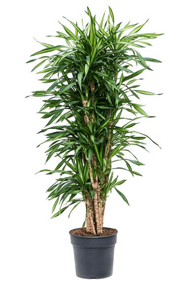 Dracaena riki 1