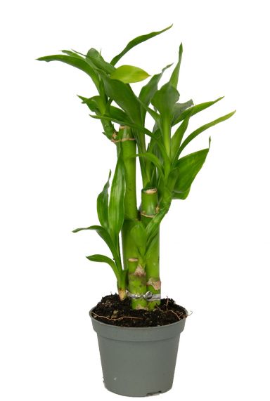 Dracaena sanderiana plant