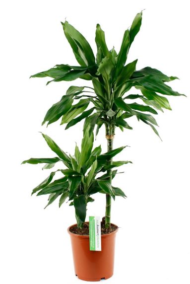 Dracaena Janet Lind kamerplant
