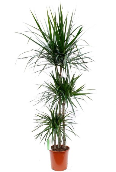 Grote Dracaena Marginata kamerplant bij 123planten