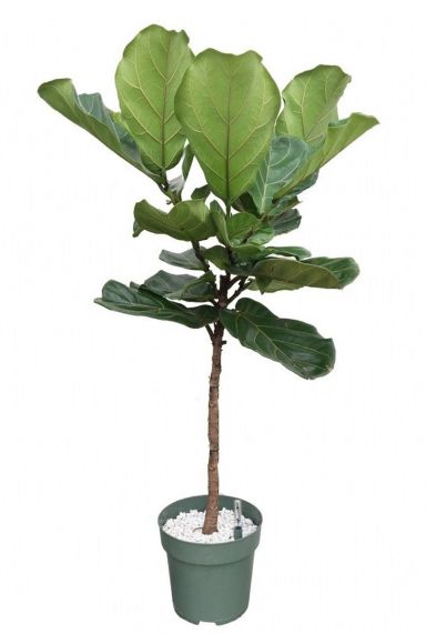 Ficus lyrata sur le tronc