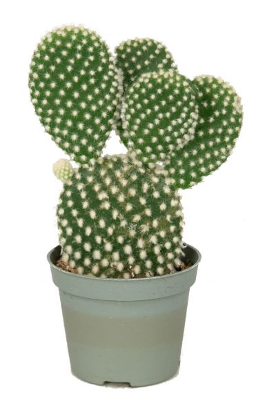 Opuntia microdasys albispina