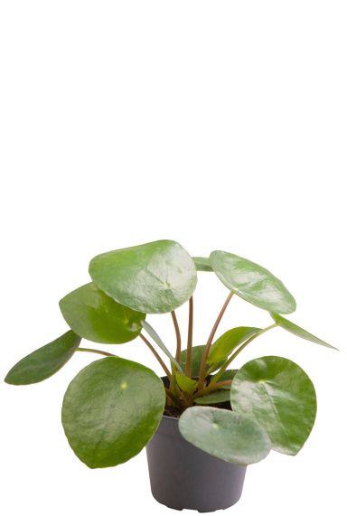 Pannenkoeken plant