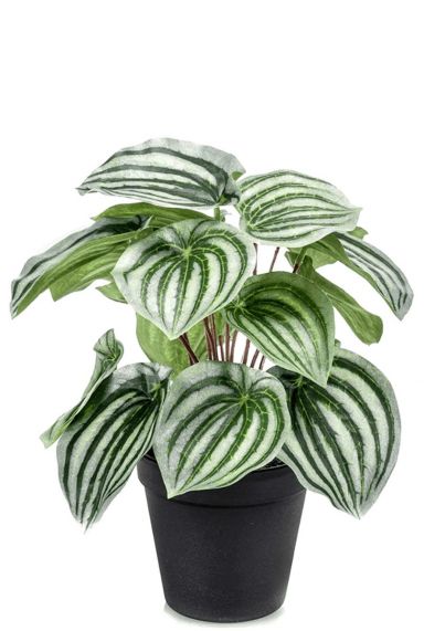 Peperomia kunstplant