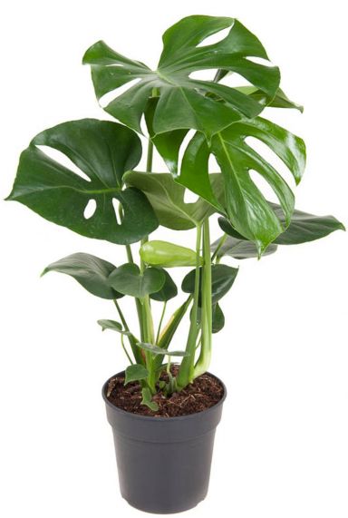 Philodendon gatenplant monstera