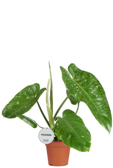 Philodendron jose buono