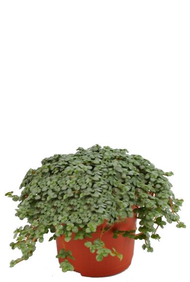 Pilea glauca plant