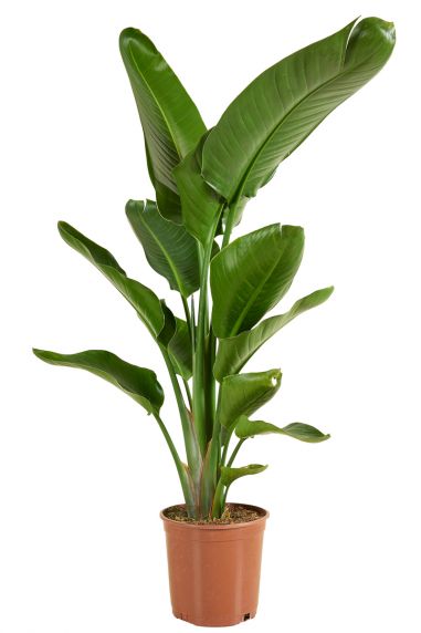 Plante strelitzia p21