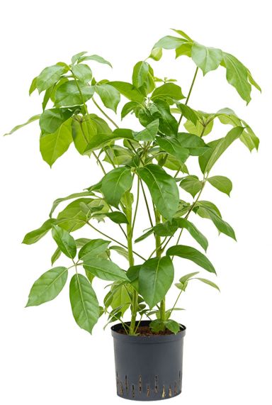 Schefflera amate 3