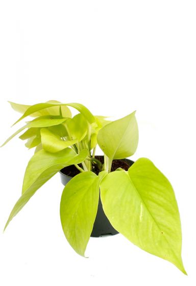 Scindapsus-golden-pothos-p12-1 1