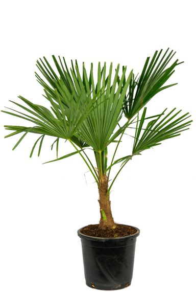 Trachycarpus