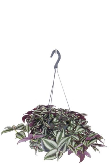 Tradescantia zebrina 1