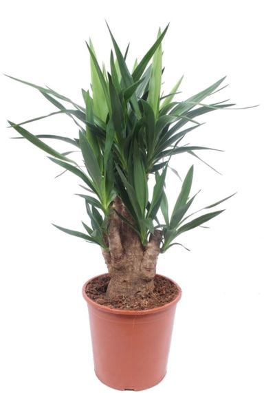 Yucca kamerplant 5