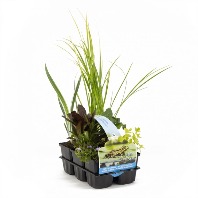  Plantes aquatiques purifiantes en pack de six