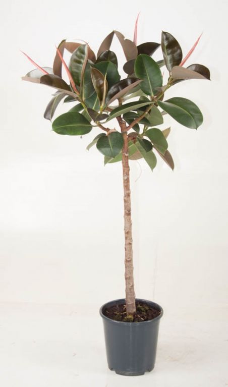 Ficus Robusta