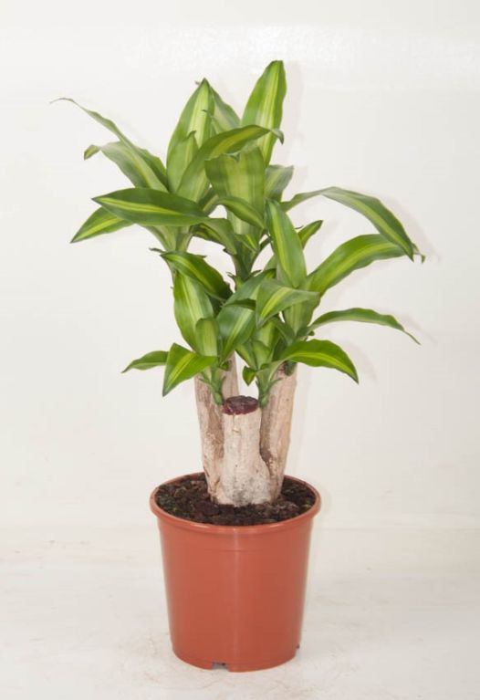 Dracaena Massangeana