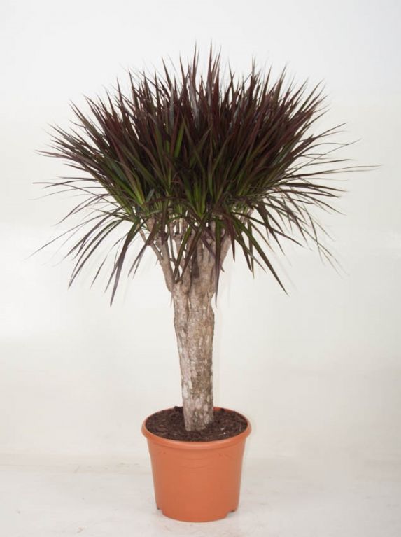 Dracaena Magenta