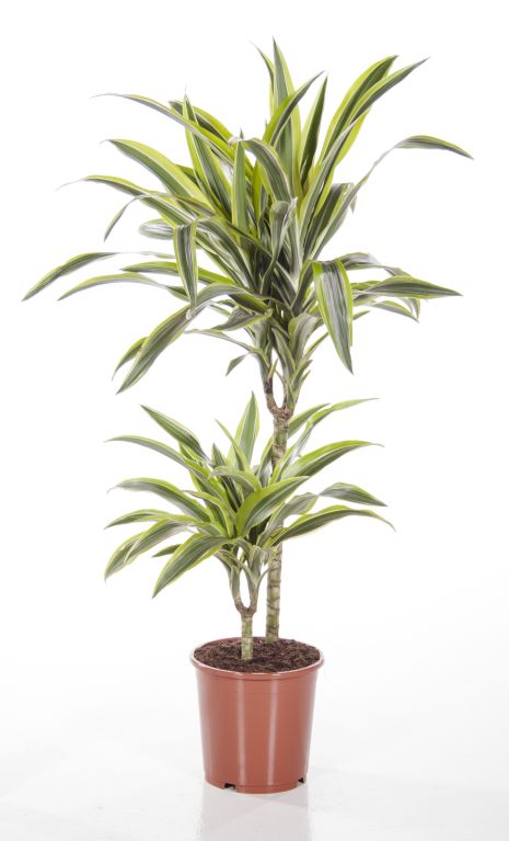 Dracaena Lemon Lime