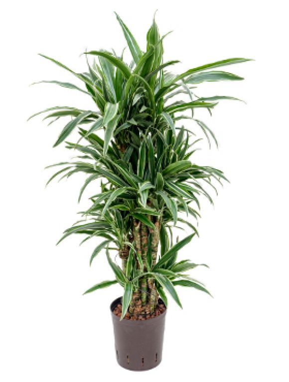 Dracaena deremensis