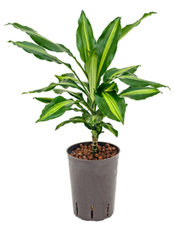 Dracaena cintho