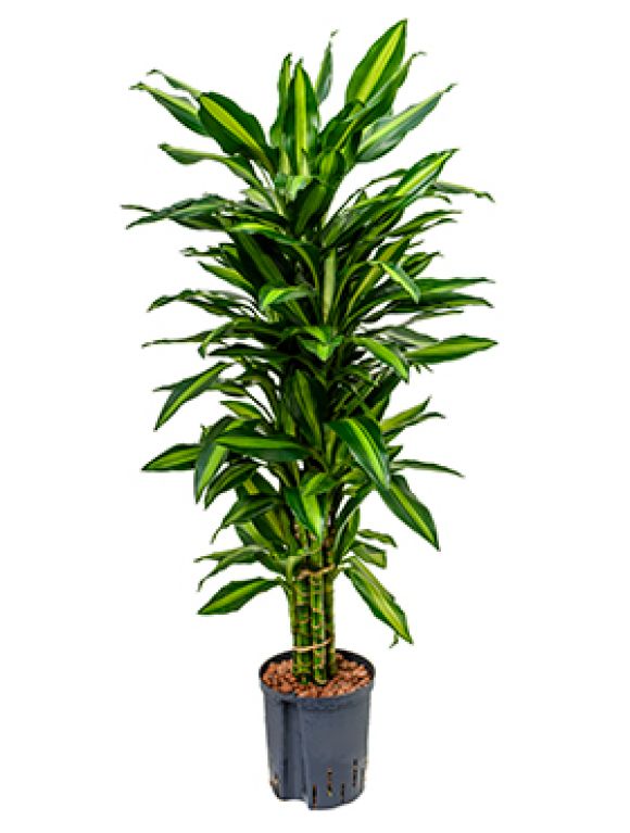 Dracaena cintho