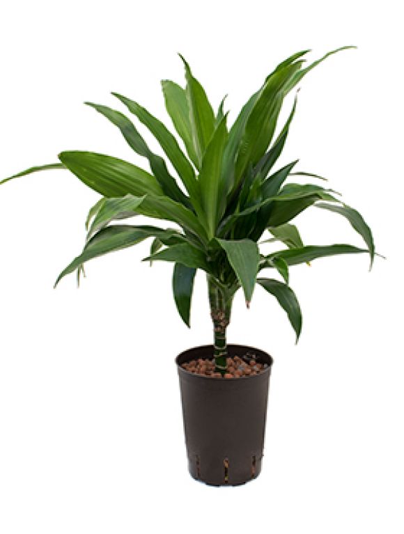 Dracaena janet craig