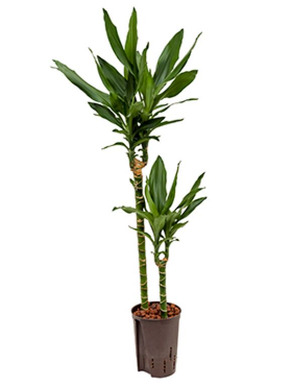 Dracaena janet lind