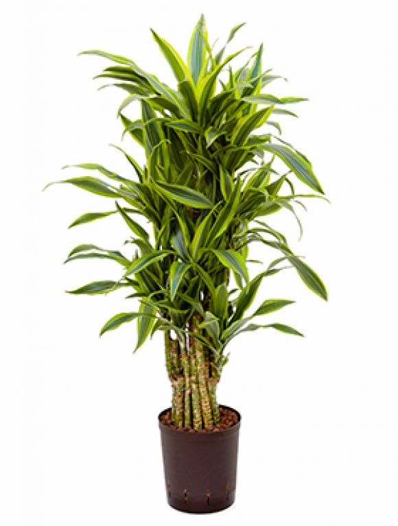 Dracaena lemon lime